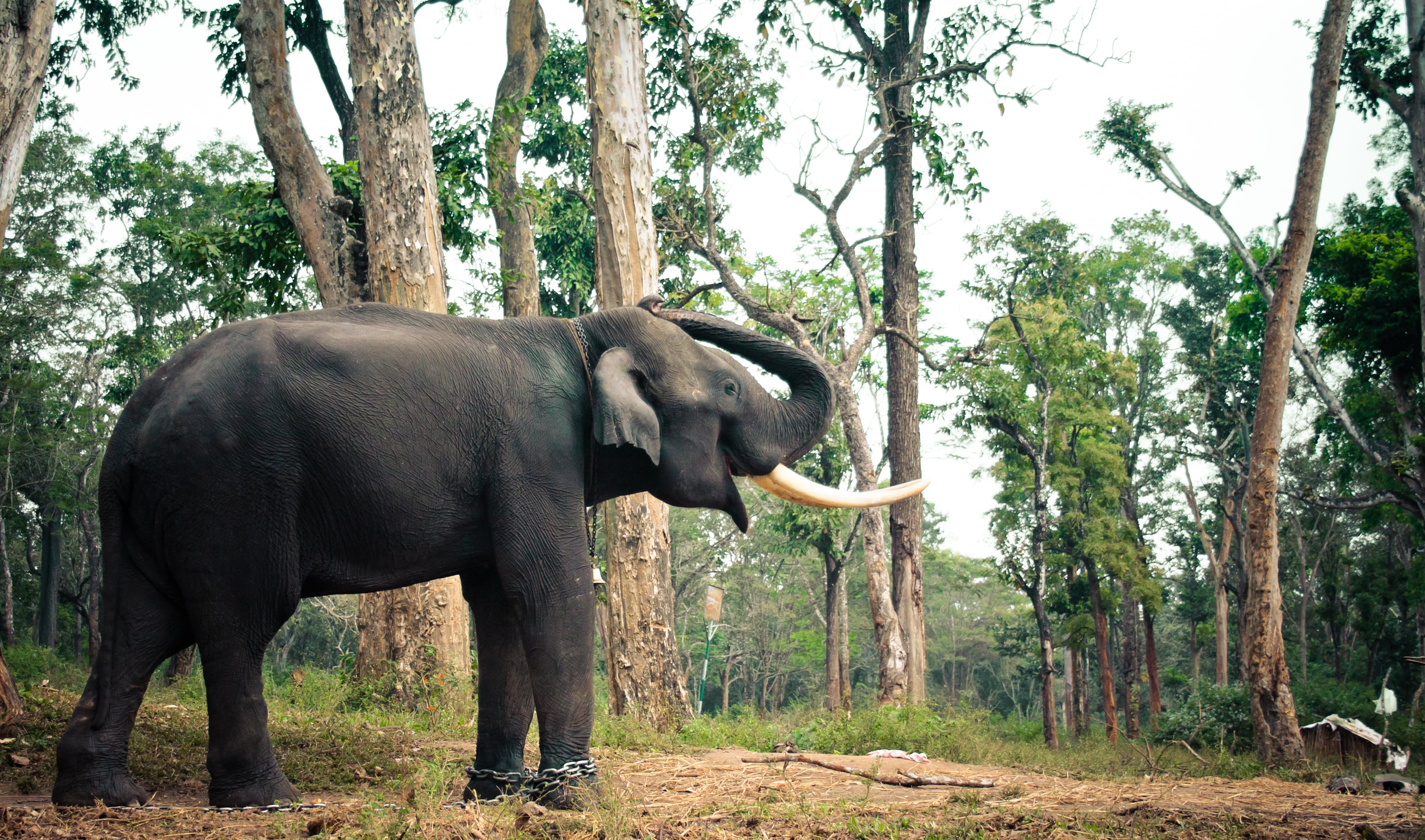 Nagarhole National Park One Of The Top Attractions In Coorg India