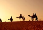 ladakh camel safari