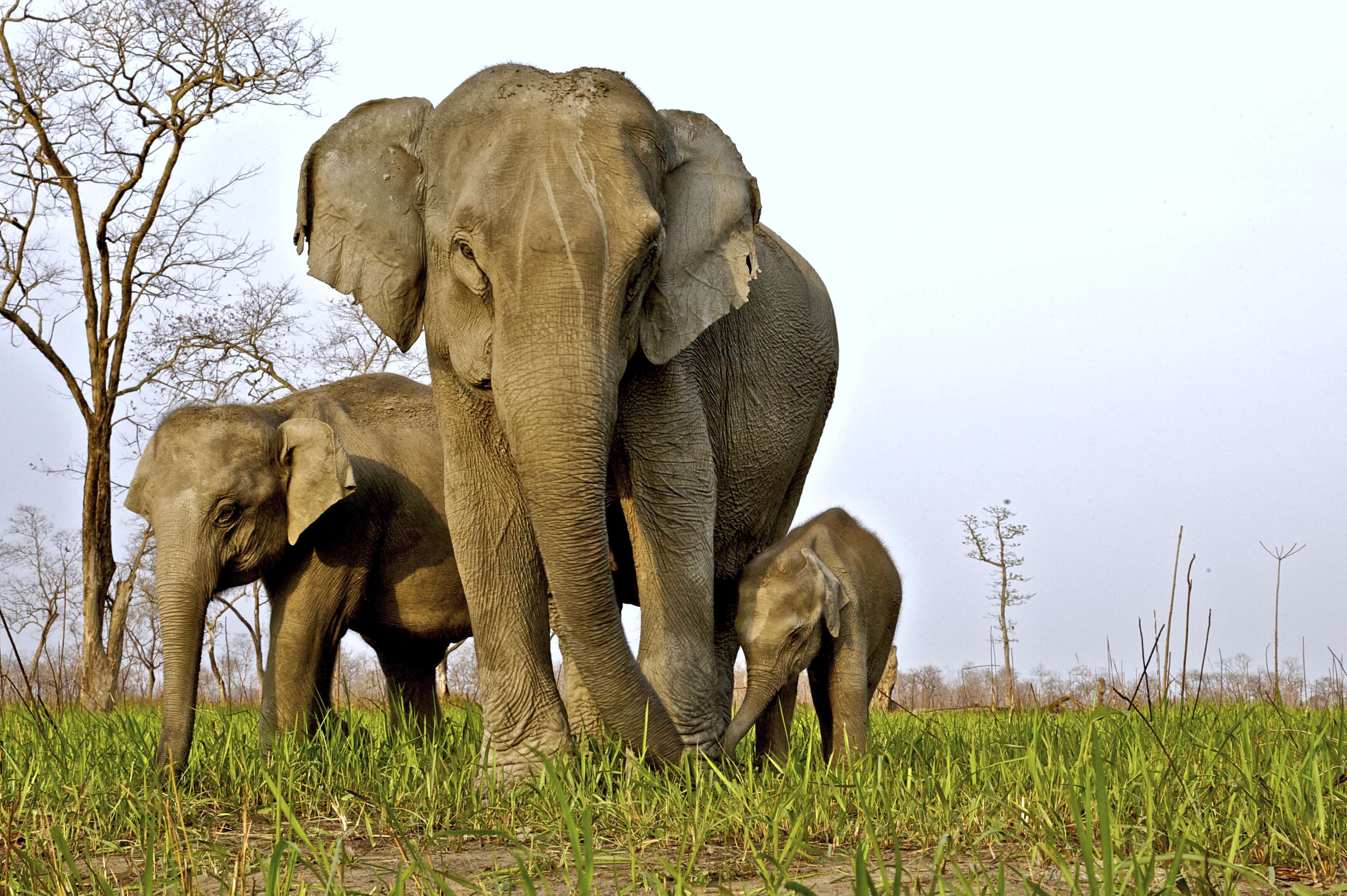 Wildlife Tours in India