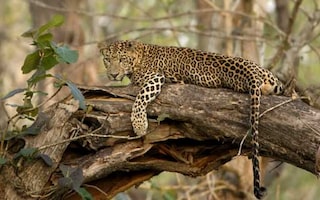 wildlife safari at kabini river lodge