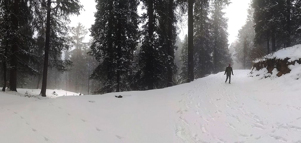 Deoban Forest Trek near Chakrata