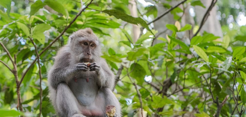 Adventure Holidays in Bali