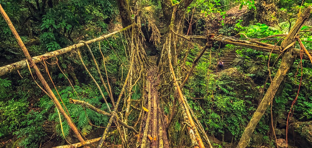 Living Root Bridge in Cherrapunji