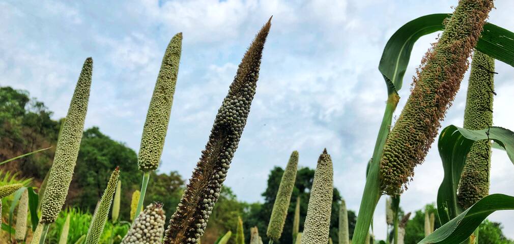 Kurungwadi Fireflies Tour
