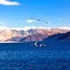 Pangong