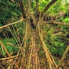 Living Root Bridge in Cherrapunji