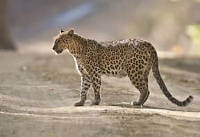 Rajasthan Cycling Tour with Leopard Safari