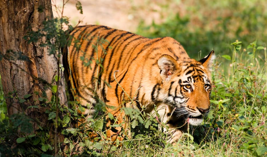 Book Excursion To Jim Corbett, Nainital & Mussoorie tour packages ...