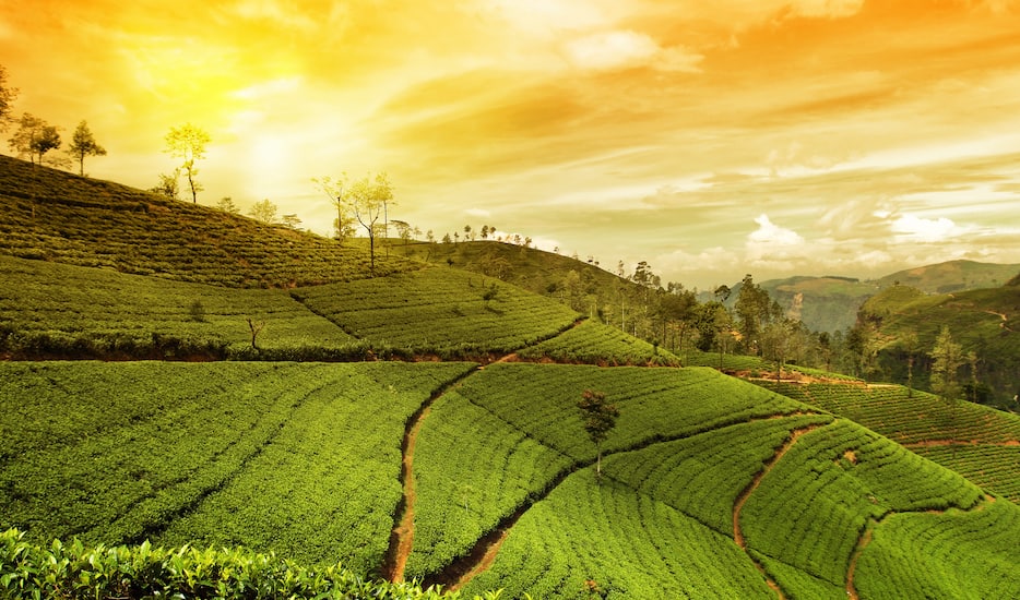 Book Kerala Hills And Backwater tour packages, Munnar sightseeing ...