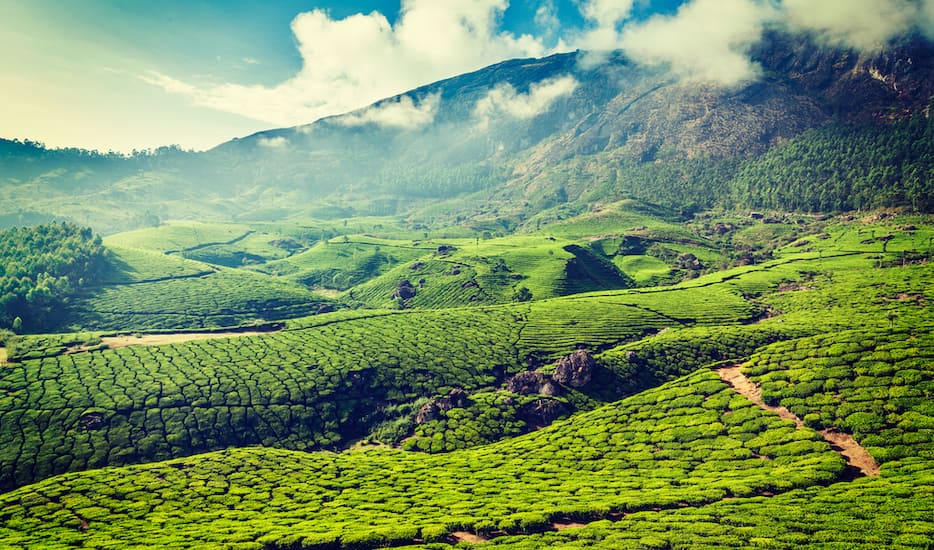 Book Beautiful Munnar To Alleppey Backwaters Deluxe tour packages ...