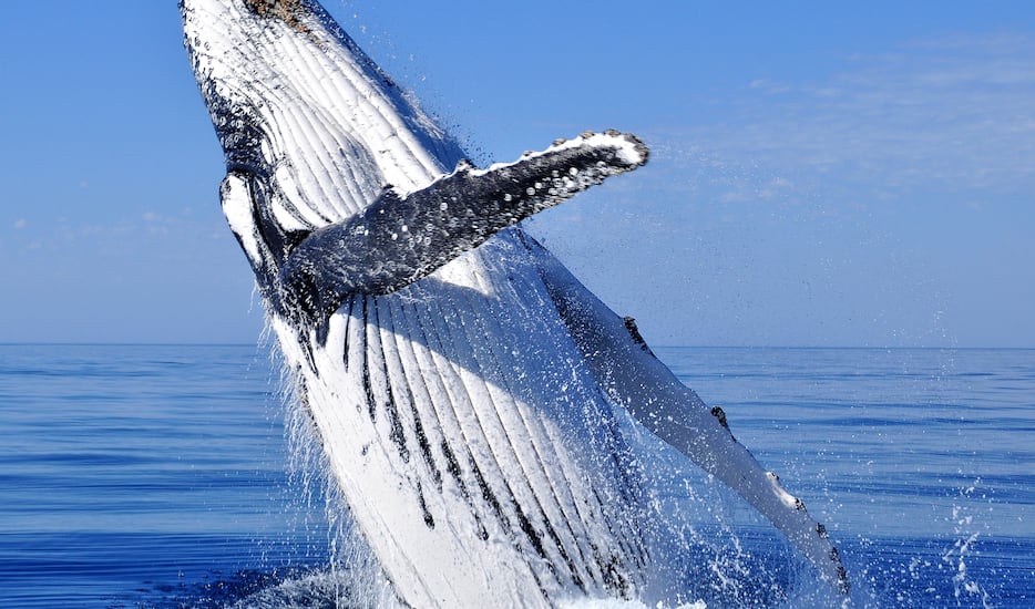 Book Magnificent Whale Watching Experience tour packages, Bentota