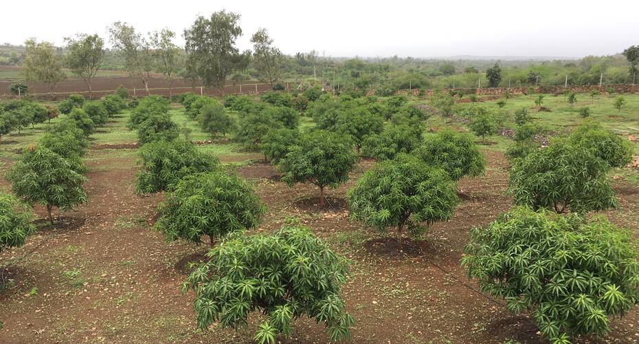 Aranya Eco Farm, Sasan Gir 5