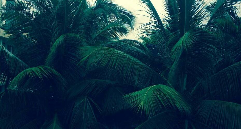 A cozy well furnished 2 bhk apartment, Goa 2