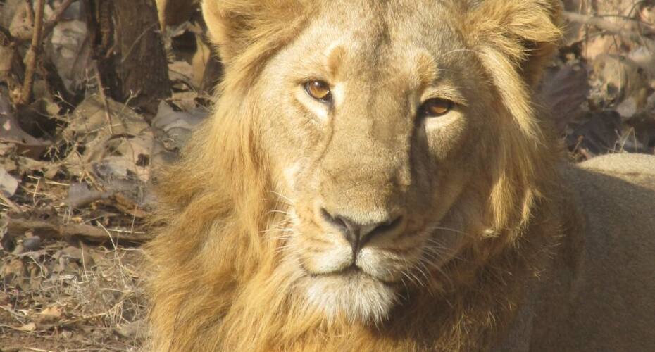 Suryavanshi, Sasan Gir 5