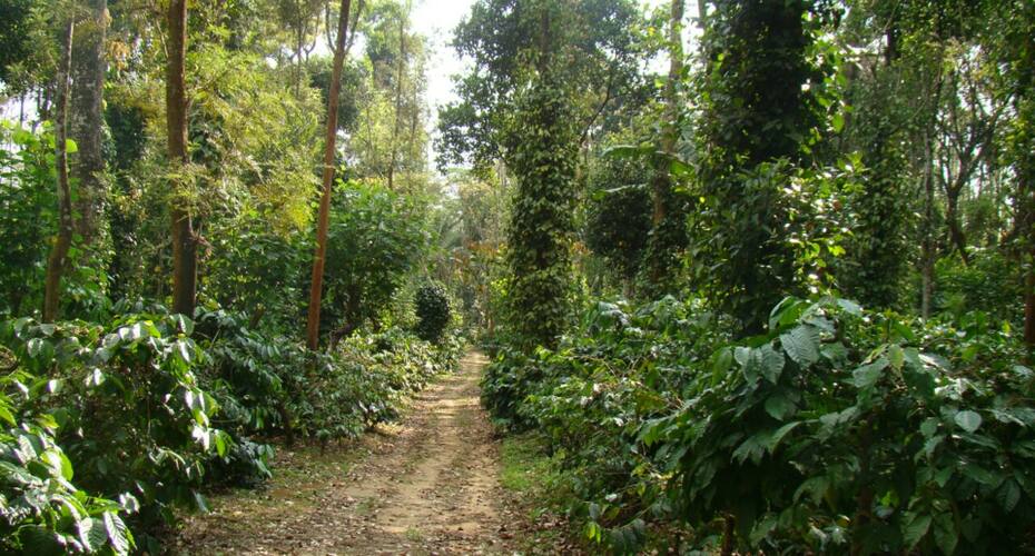 VACANZA ESTATE HOUSE, Coorg 4