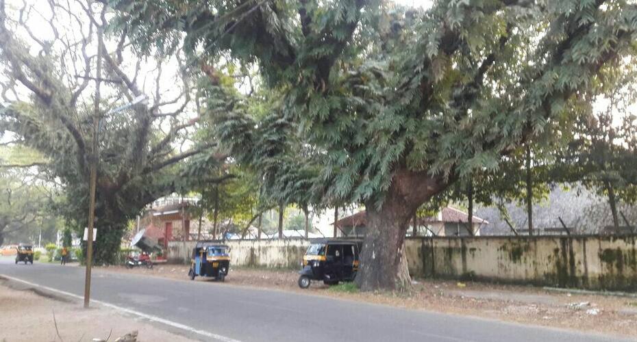 Beach House, Kochi 5