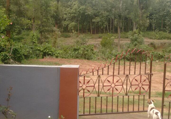 Bumblebee ,the morning safari, Coorg 4