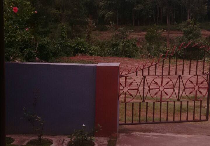 Bumblebee ,the morning safari, Coorg 5