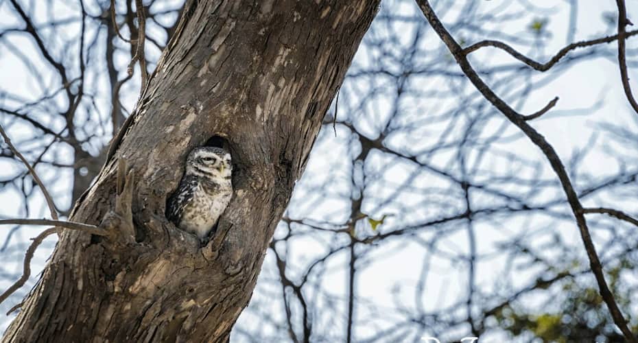 Gir Paradise - A Wandertrails Stay, Sasan Gir 1
