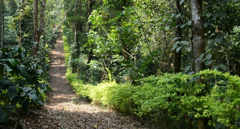 Heights Farm Stay, Coorg 5