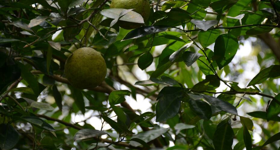 Heights Farm Stay, Coorg 4