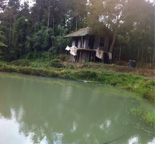 Sai Estate, Madikeri 3