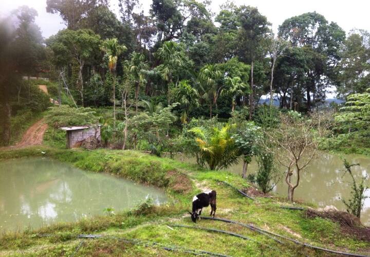 Sai Estate, Madikeri 4