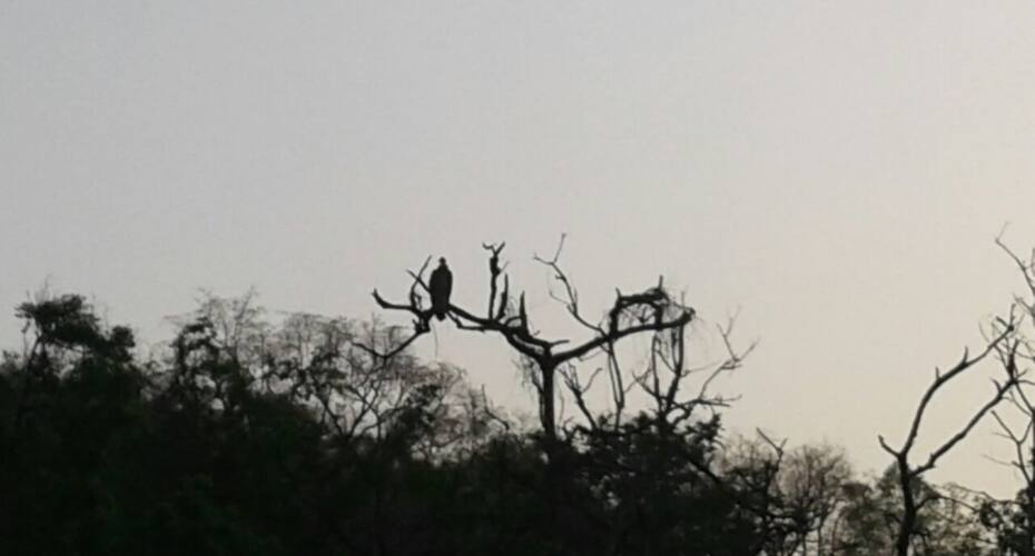 Sparrow Nest corbett (home away home), Corbett 4