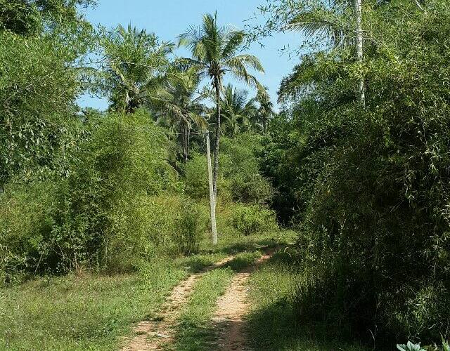Green Buds Homestay, Wayanad 4