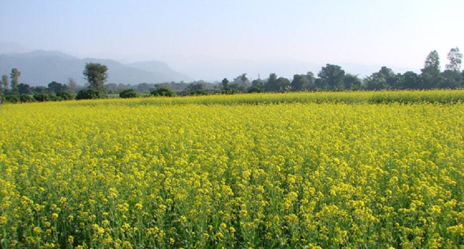 Bulbul Homestay, Corbett 5