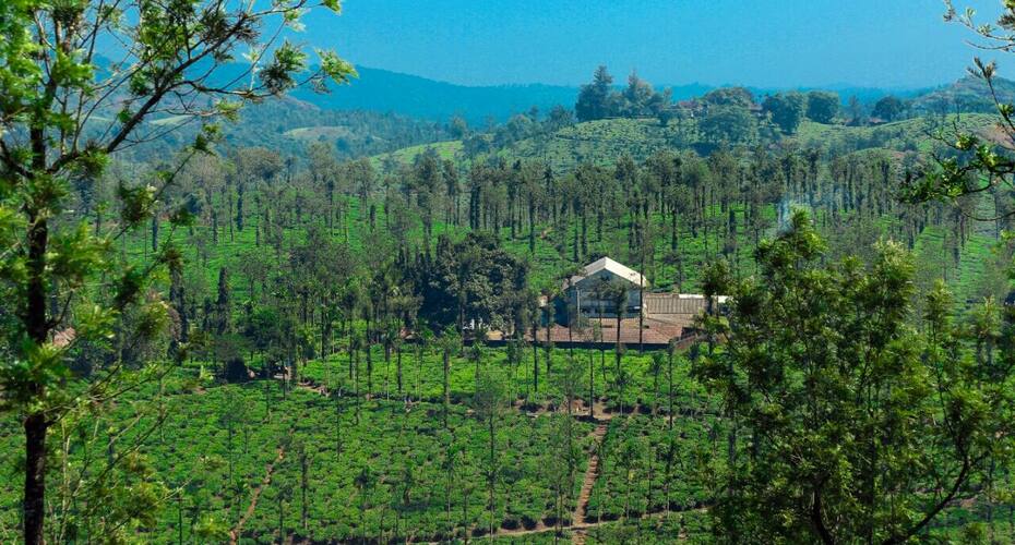Wayanad Tea Drops, Wayanad 3