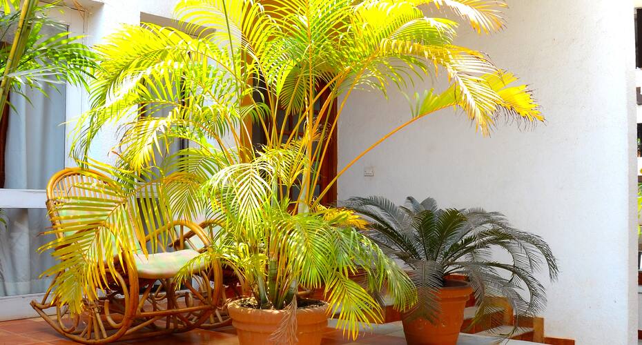 Villa Samaara1, Goa 3