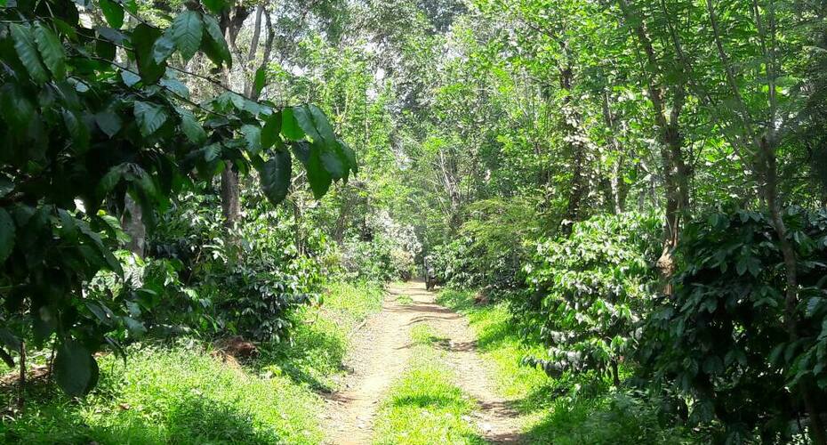 Angels Nest Home Stay, Siddapur 4