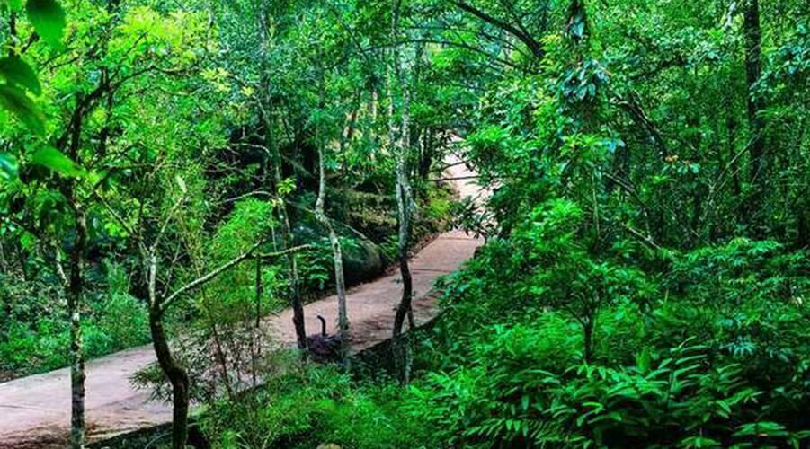 Wayanad Wild - Rainforest Lodge by CGH Earth, Wayanad 2