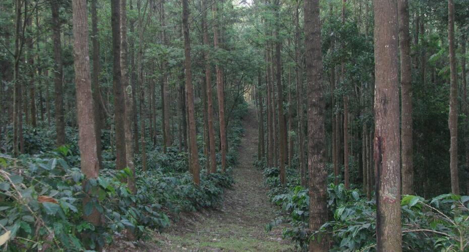 The Inchara Hill View HomeStay, Chikmaglur 3