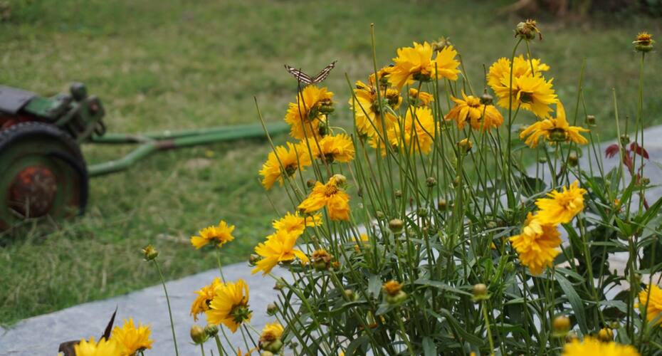Satobari Greens, Dharamshala 5