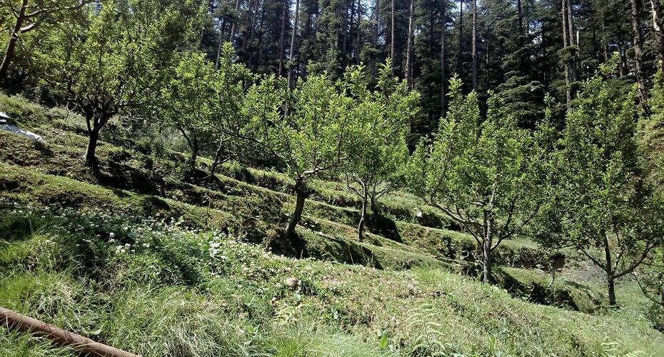 Tungesh Valley homestay, Shimla 5