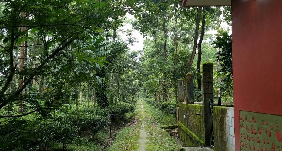 Live Amidst A Tea Garden, Jalpaiguri 4