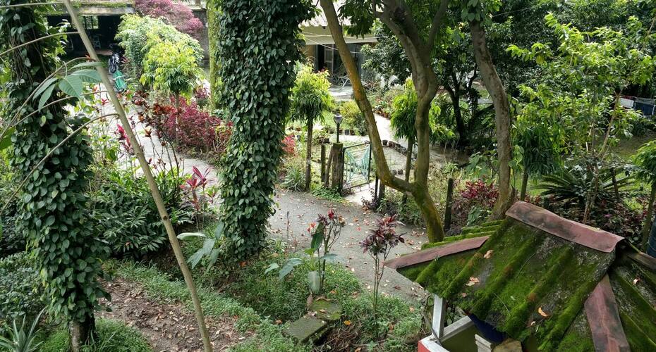 Live Amidst A Tea Garden, Jalpaiguri 5