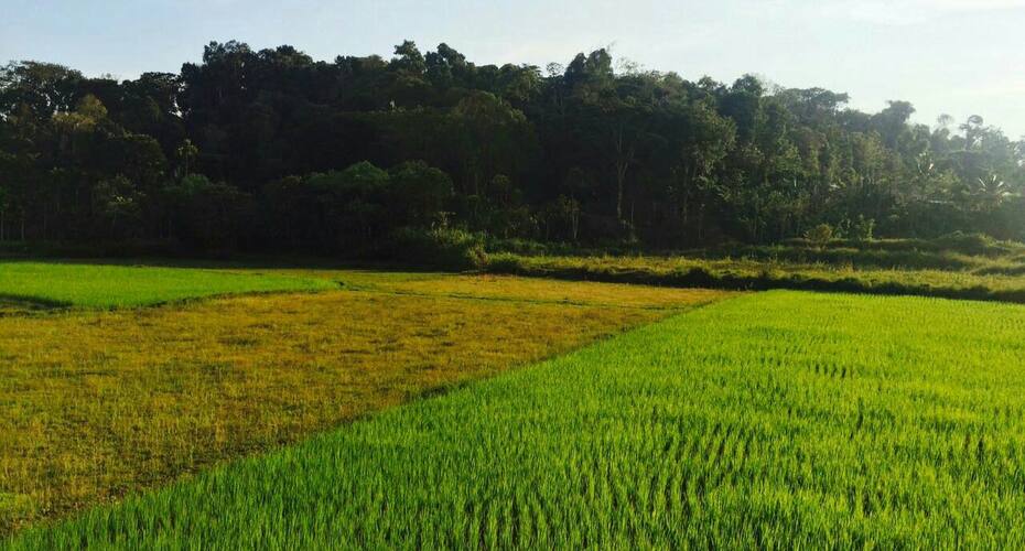 Coorg Homestay, Madikeri 3