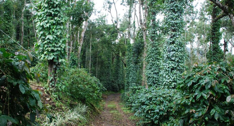 Green petals homestay, Chikmaglur 4