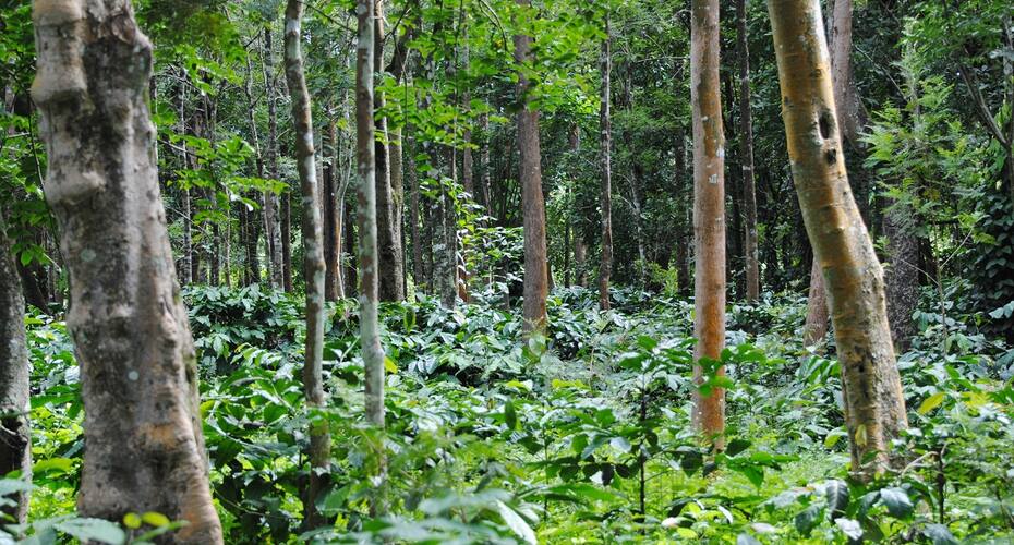 Ashirrwad Estate Homestay, Sakleshpur 5