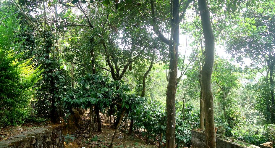 Ever Green Resort, Valparai 2