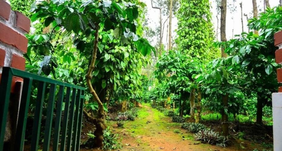 Discover Coorg Pearl Green, Coorg 3