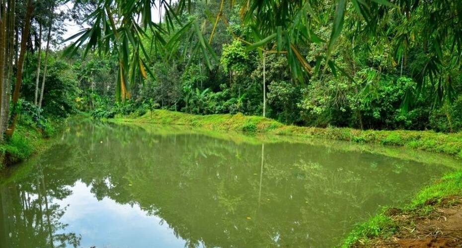 Discover Coorg Pearl Green, Coorg 4