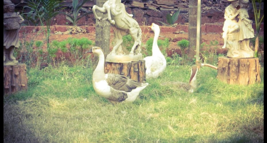 Amita Farm House ...... A Luxury Homestay, Dapoli 1