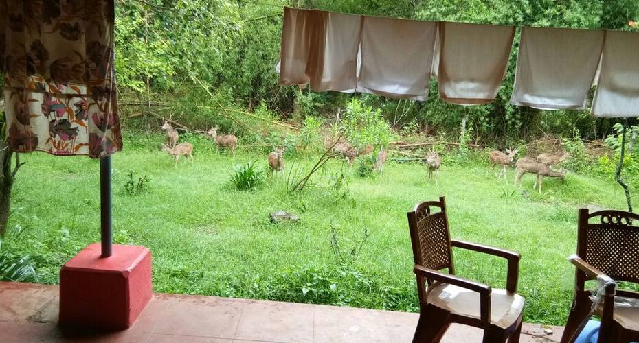 Forest For Rest Home Stay, Masinagudi 5