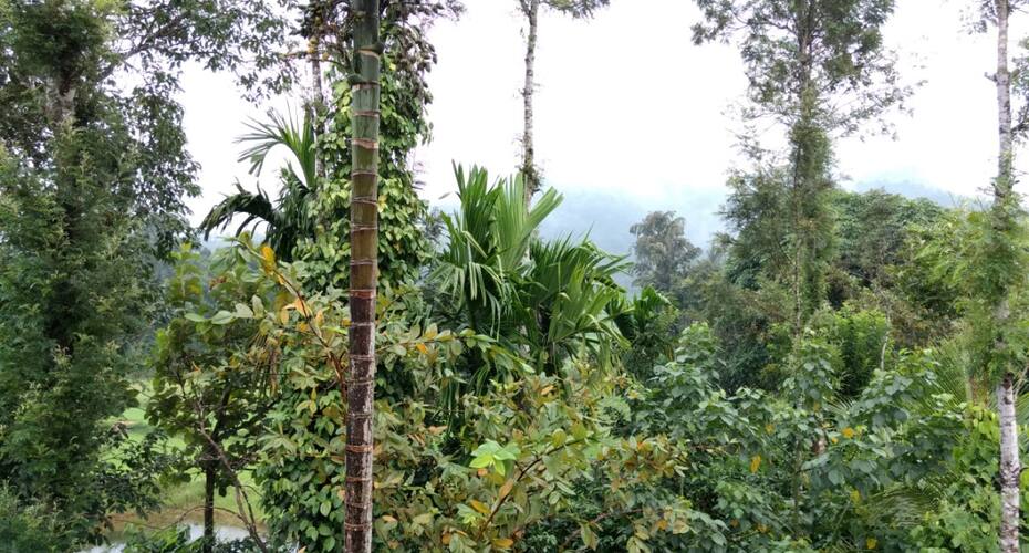 Mountain View Homestay, Madikeri 4