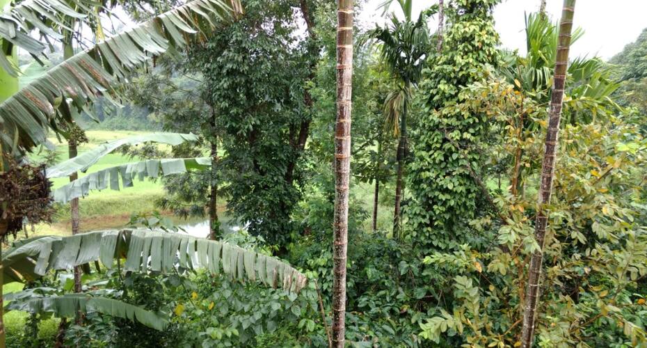 Mountain View Homestay, Madikeri 5