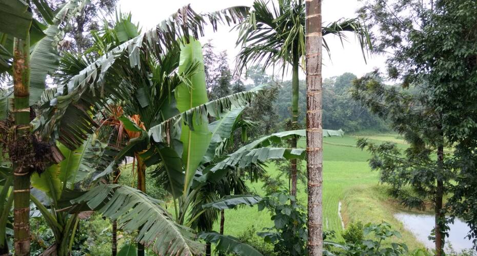 Mountain View Homestay, Madikeri 3